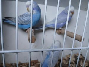 Wellensittiche rainbows 