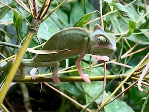 junge Jemenchamäleon, Chamaeleo calyptratus
