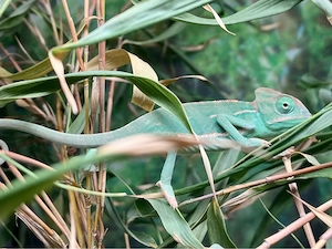 junge Jemenchamäleon, Chamaeleo calyptratus Bild 3