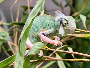 junge Jemenchamäleon, Chamaeleo calyptratus Bild 2