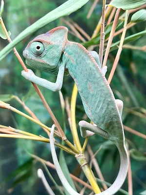 junge Jemenchamäleon, Chamaeleo calyptratus Bild 4