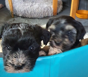 Bolonka Zwetna zwei Zuckersüße Mädchen Welpem