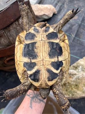 griechische Landschildkröten dame  Bild 2