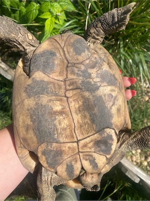 Thb Landschildkröten weibchen 04