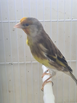 Stieglitz Mischling Hahn 