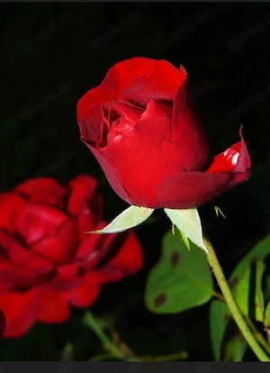 suche offene Chatt-Freundin 