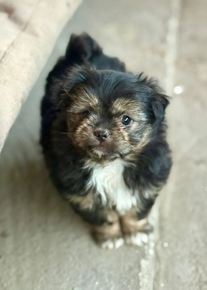 Minimaus Lilu möchte von dir die Welt erklärt bekommen 