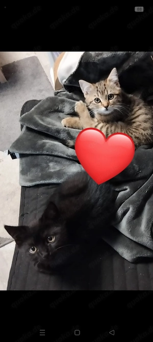 Katzenbabys europäisch Kurzhaar