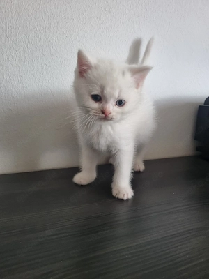 BKH Kitten Bild 3