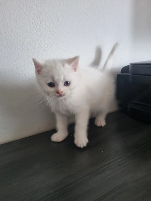 BKH Kitten Bild 2