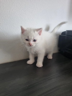 BKH Kitten Bild 4
