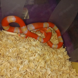 Lampropeltis t Hondurensis Nz25  