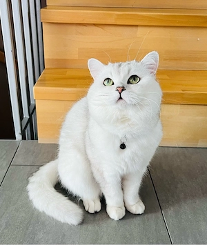 Erfahrener BKH Deckkater