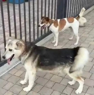 Husky Schäferhund Rüde 5j 55cm 22kg  Anfängerhund kinderlieb 