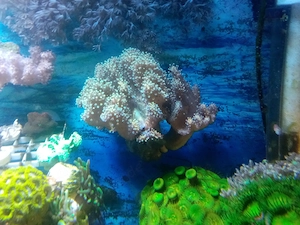 Lobophytum Weichkkoralle Meerwasser Salzwasser Aquarium TOP!!