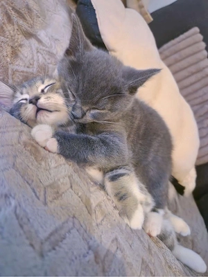 Britisch kurzhaar kater 2 Stück 