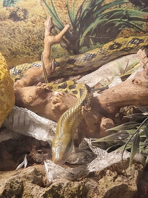 Schönnatter Elaphe Taeniura