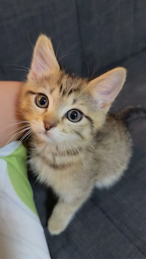 kater Hauskatzen BKH EKH Mix