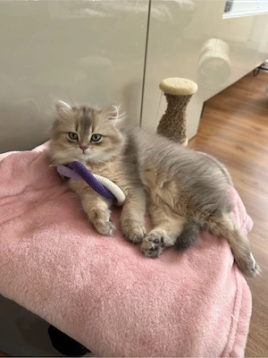 letztes BKH Kitten weibchen sucht ein neues Zuhause