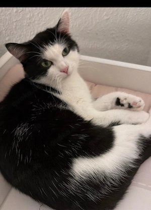 Katze sucht ein liebesvolles zuhause 