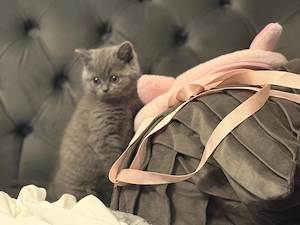 bkh kitten kater reinrassig 