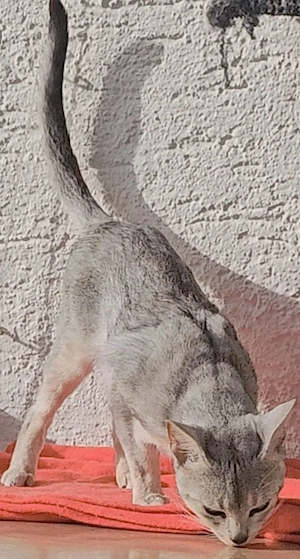  Abessinier-Deckkater in schwarz-silberfarben 