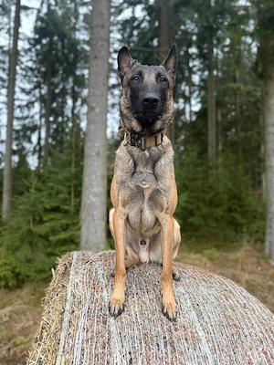 Malinois Rüde 