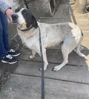 Dalia, Hunde-Omi sucht neues Zuhause