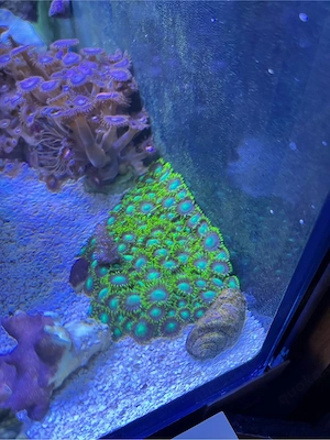 Alveopora Goniopora LPS Korallenableger Meerwasser Aquarium