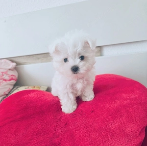 Reinrassige mini toy malteser welpe junge 