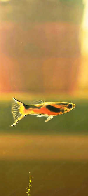 Endler Guppy Männchen 