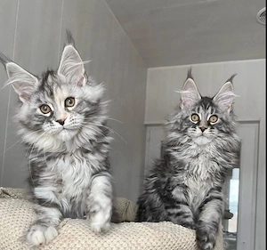 Maine-Coon-Kätzchen abzugeben, geimpft und gesund. 