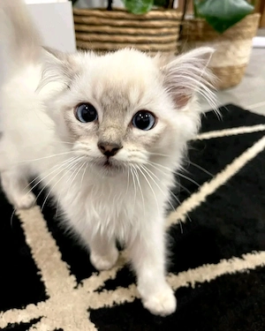 Adoptiere ein Kätzchen und gewinne einen Freund fürs Leben!    Bild 3