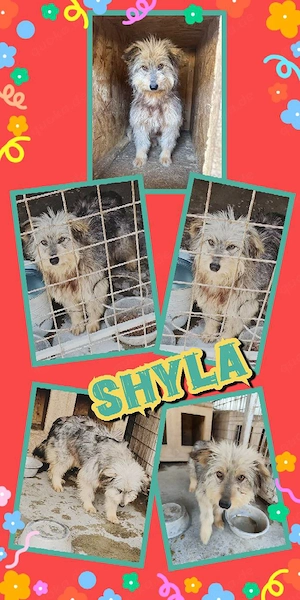 sanfte, liebe, wunderschöne Hündin "Shyla" sucht ein liebevolles Zuhause 