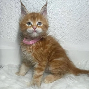  Maine-Coon-Kätzchen abzugeben, geimpft und gesund. 