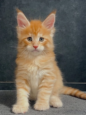 Maine-Coon-Kätzchen abzugeben, geimpft und gesund. 