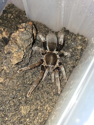 Verkaufe wunderschöne 0.1 Hysterocrates gigas 