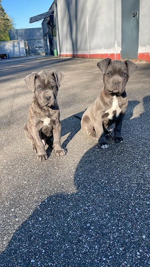 Cane Corso Welpen abzugeben 2x Rüde männlich