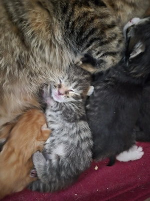 Bezaubernde Maine Coon Glückskatzen Mix Kitten 