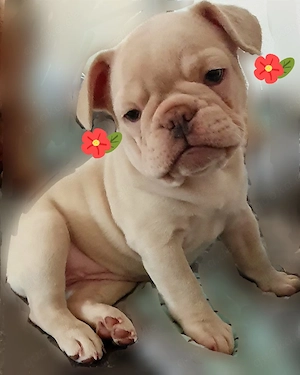 Französische Bulldoggen Welpen 