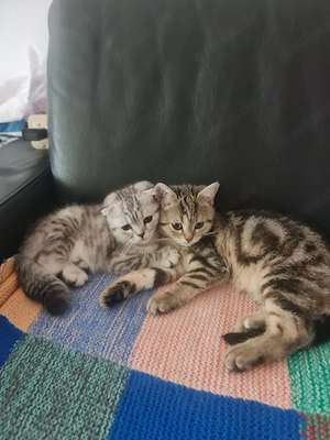 Zwei Kätzchen zu verkaufen, ein Männchen und ein Weibchen, vier Monate alt, sehr zutraulich.