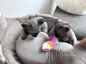Zwei kleine Sphynx Babys suchen ihr Zuhause 