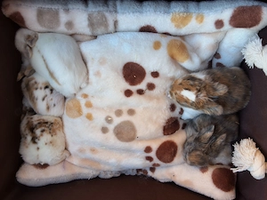 Hasenbabys bunt Abgabe 9 Juni