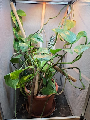 Panther Chamäleon ( Furzifer pardalis - Ambilobe)