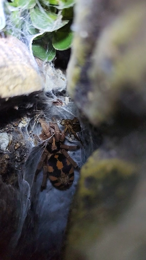 Hapalopus formosus ( Columbien gross) 