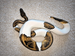 1.0 Königspython Piebald het. lavender 