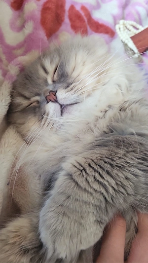 bkh langharr  karter  Bild 2