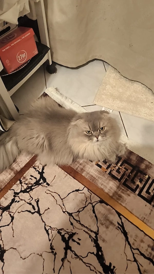 bkh langharr  karter 