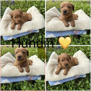 Labradoodle Welpen im schicken Apricote 