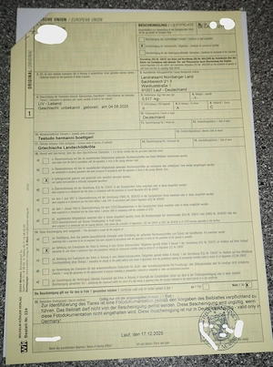 Junge Griechische Landschildkröten Bild 2